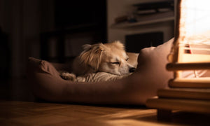 Ways To Ensure Your Dog Gets a Good Night’s Sleep