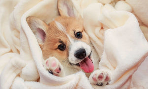 Top Supplies To Stock Up on When Bringing a New Puppy Home