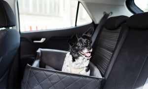 Why Is It Important To Have a Car Seat for Your Dog?