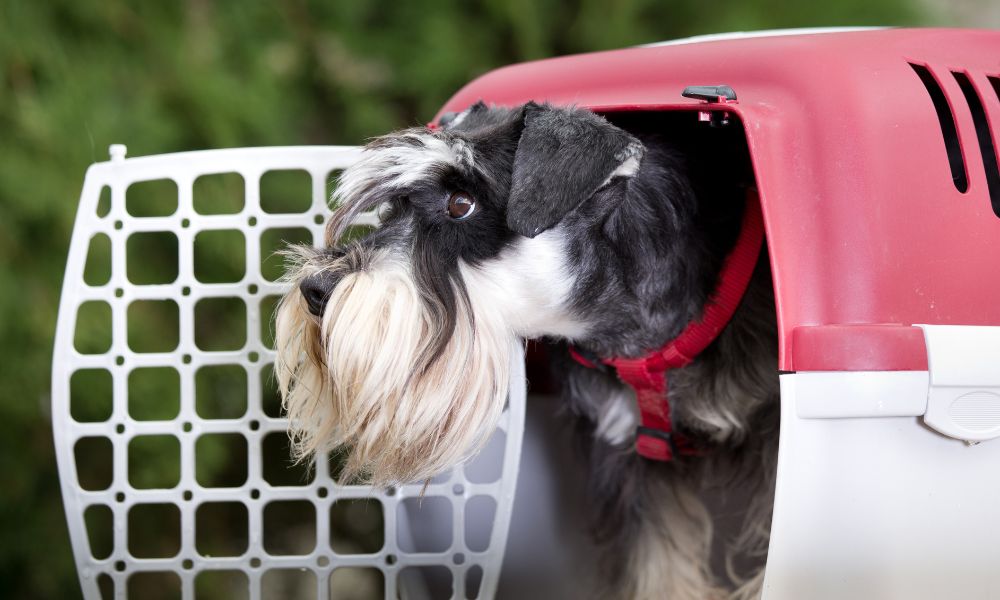 How Long Can Your Dog Stay in a Pet Carrier?