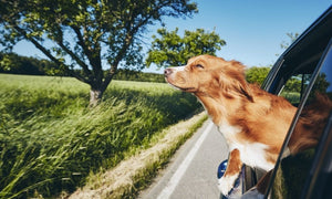 5 Tips for an Epic Road Trip With Your Dog