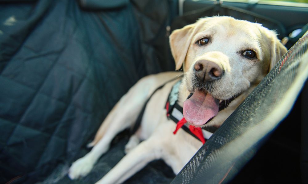 10 Tips for Driving Long Distances With Your Dog