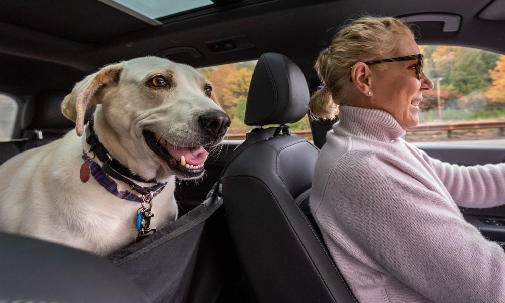 Reasons Your Dog May Act Crazy in the Car