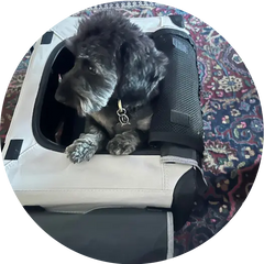 Pet photo