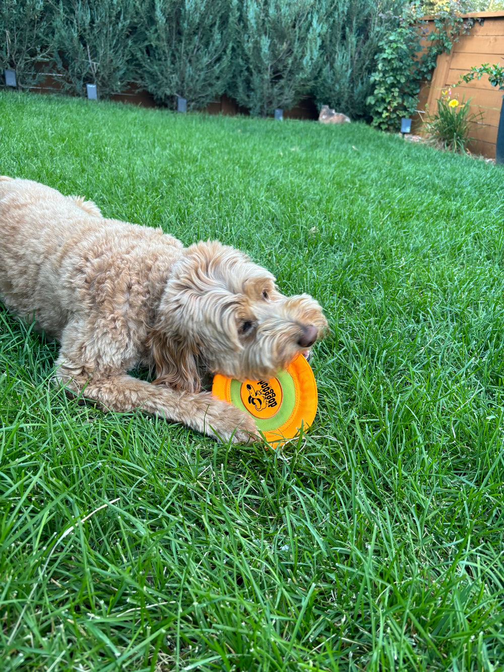 Xtreme Flyer: The Soft, Floating Frisbee by DogGoods ™