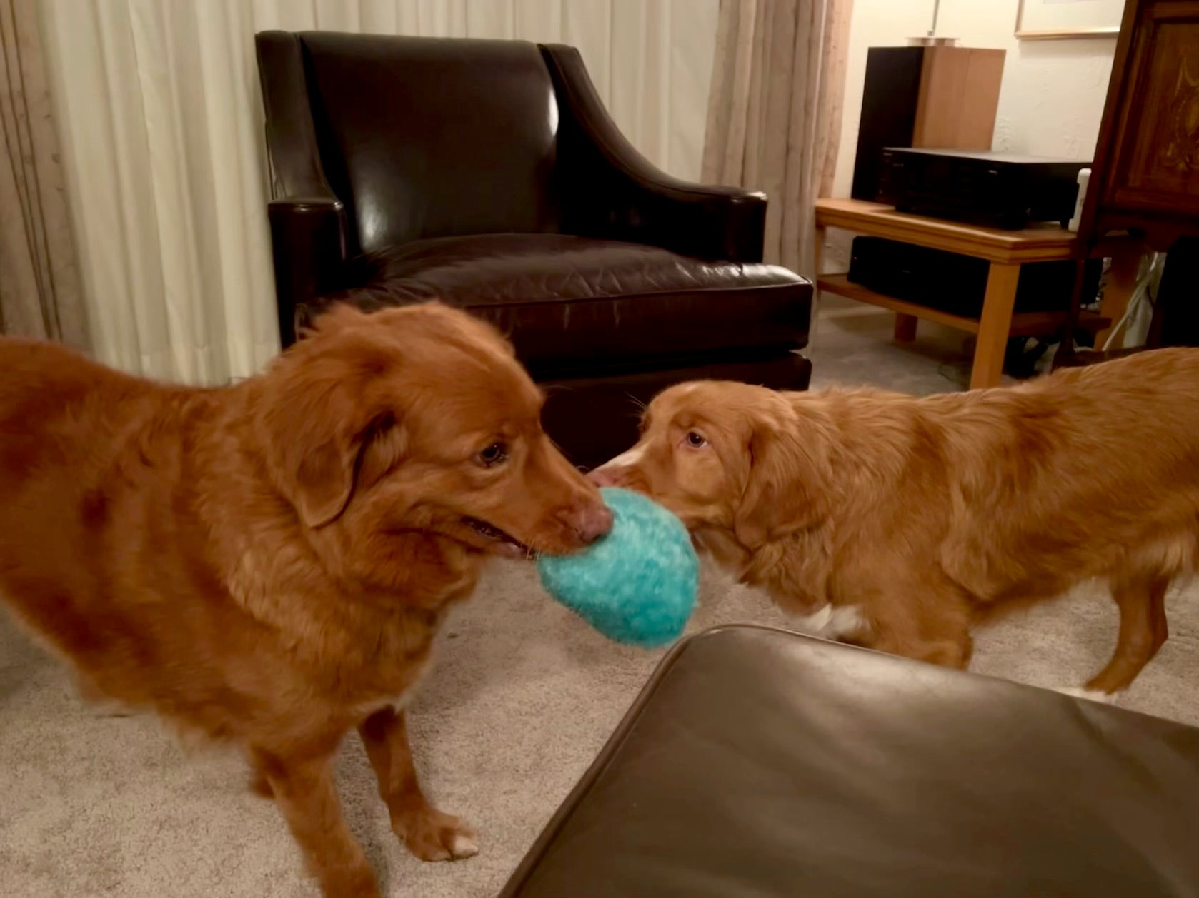 Mother Clucker Squeaky Chicken Dog Toy | DogGoods